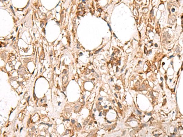 FBXW8 Antibody