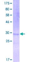 Human DEFB4A / BD-2 Protein (Recombinant GST)