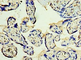 STX12 / Syntaxin 12 Antibody (aa1-250)