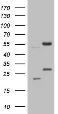 NARS2 Antibody (clone OTI10C10)