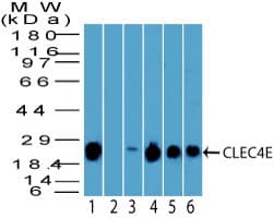 CLEC4E / MINCLE Antibody