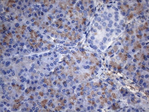 Complement C2 Antibody (aa469-752, clone OTI12G10)