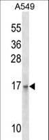 EMP3 Antibody (aa109-137)