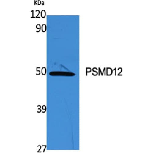 Polyclonal Rabbit anti-Human PSMD12 / Rpn5 Antibody (120-200 aa, Internal, IHC, WB)