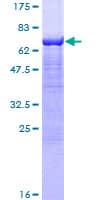 Human SGCA / DAG2 Protein (Recombinant GST)