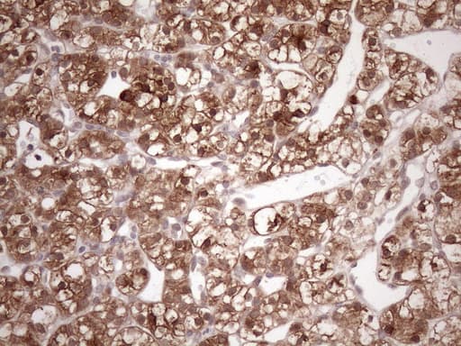 FGF13 Antibody (clone OTI7E8)