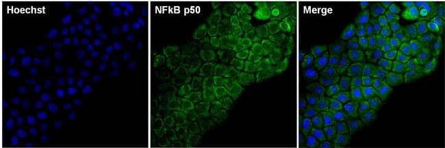 Monoclonal Mouse anti-Human NFKB1 / NF-Kappa-B Antibody (clone 5D10D11, IHC, IF, WB)
