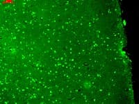 KCNQ1 / KVLQT1 Antibody (aa2-101, clone N37A/10)