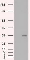 IHC-plus™ FGF2 / Basic FGF Antibody (clone 3D9)