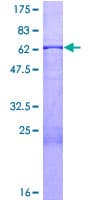 Human STOML2 Protein (Recombinant GST)