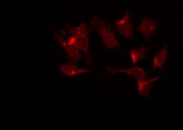 IHC-plus™ ADAM10 Antibody
