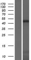 KAZN Protein (Over-Expression Lysate Myc-DDK (Flag))