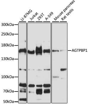 NNA1 / AGTPBP1 Antibody