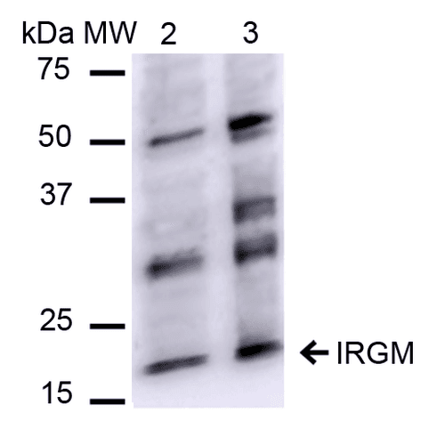 IRGM / LRG-47 Antibody
