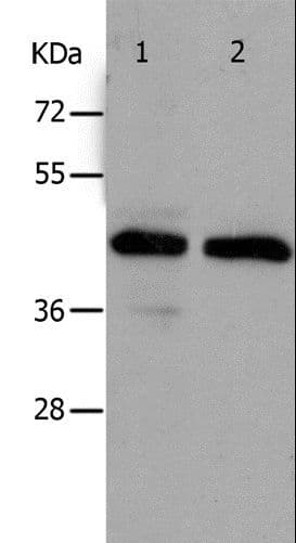 PAWR / PAR4 Antibody
