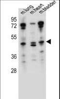 NKD1 Antibody (aa83-111)