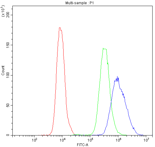 Polyclonal Rabbit anti-Human NFATC4 / NFAT3 Antibody (IHC, WB)