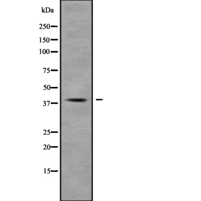 MUC7 Antibody
