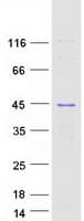 Human HNRNPC / HNRNP C Protein (Recombinant Myc-DDK (Flag))
