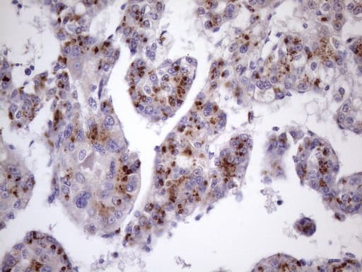 Zfp105 / ZNF35 Antibody (aa1-258, clone OTI3B5, Carrier-free)