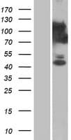 C15orf39 Protein (Over-Expression Lysate Myc-DDK (Flag))