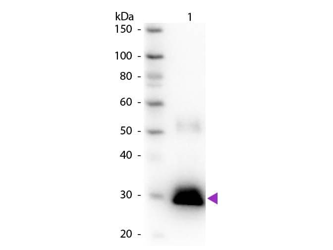 Goat Anti-Rabbit IgG Fc Secondary Antibody (HRP)