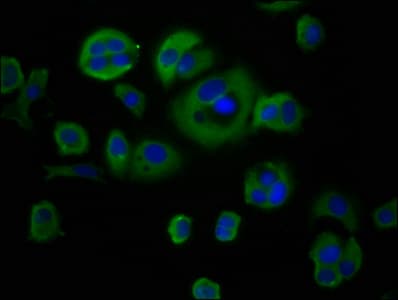CYBA / p22phox Antibody