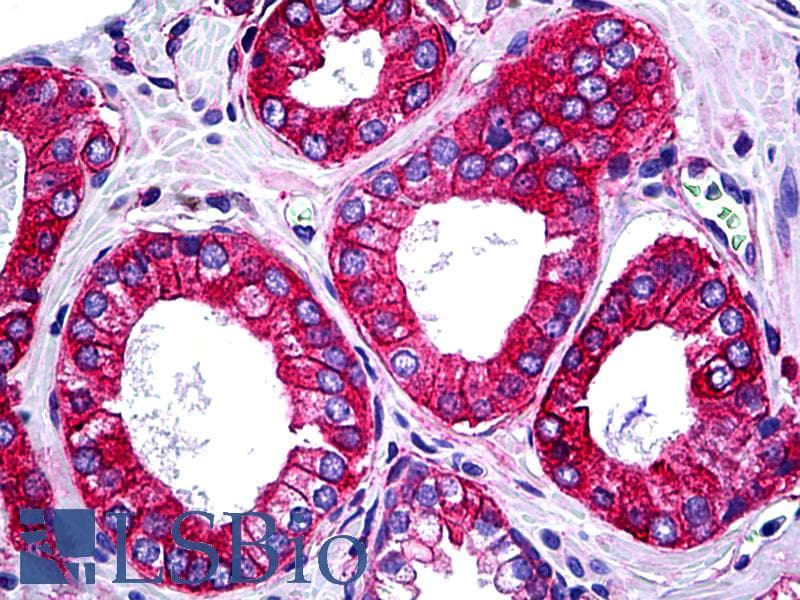 IHC-plus™ TRAF3IP2 / ACT1 Antibody (clone 4A3)