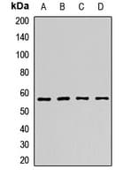 NMT2 Antibody
