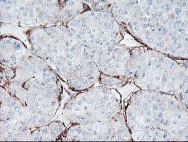 Monoclonal Mouse anti-Human Paraplegin / SPG7 Antibody (clone OTI1G4, aa300-573, IHC, WB)