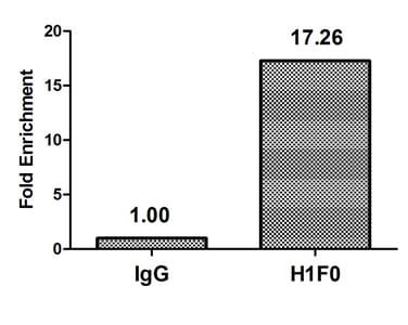 Polyclonal Rabbit anti-Human H1F0 Antibody (IHC, IF, WB)