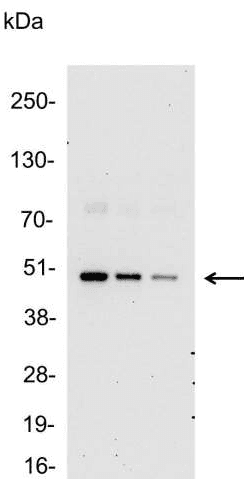 Polyclonal Rabbit T7 Tag Antibody (WB)