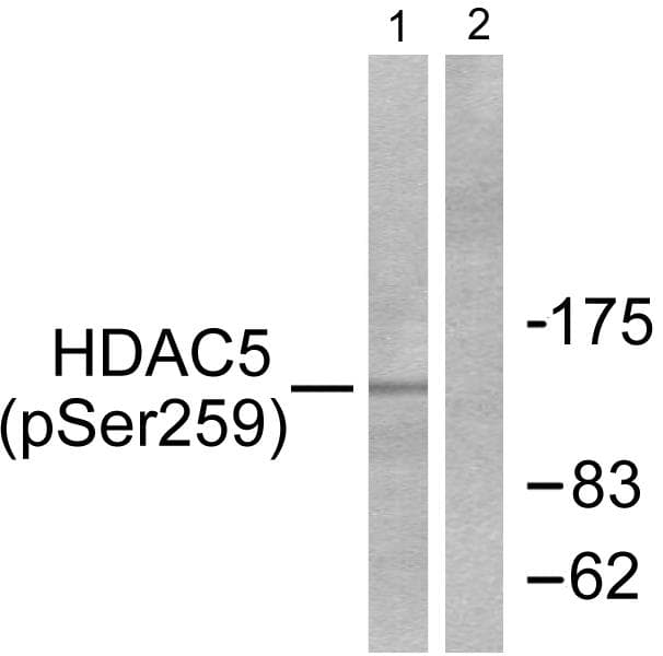 Polyclonal Rabbit anti-Human HDAC5 Antibody (phospho-Ser259, WB)