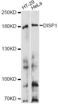 DISPA / DISP1 Antibody