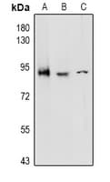 ADGRE5 / CD97 Antibody