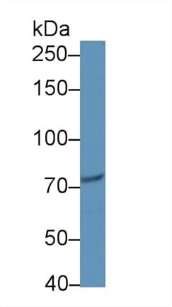KIAA1524 / p90 Autoantigen Antibody (aa230-560)