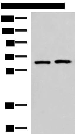 GPKOW Antibody