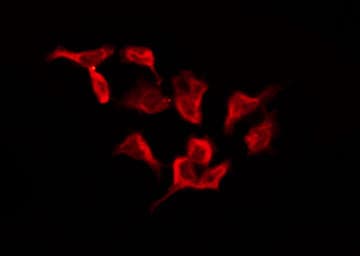 OR4D1 Antibody