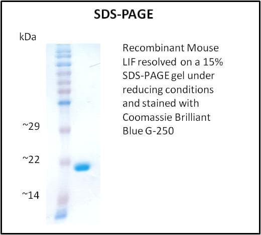 Mouse LIF Protein (Recombinant)