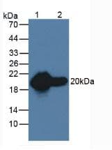 HSPB6 / HSP20 Antibody (clone C9, Biotin)