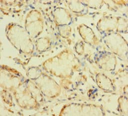 ZNF26 Antibody (aa335-533)