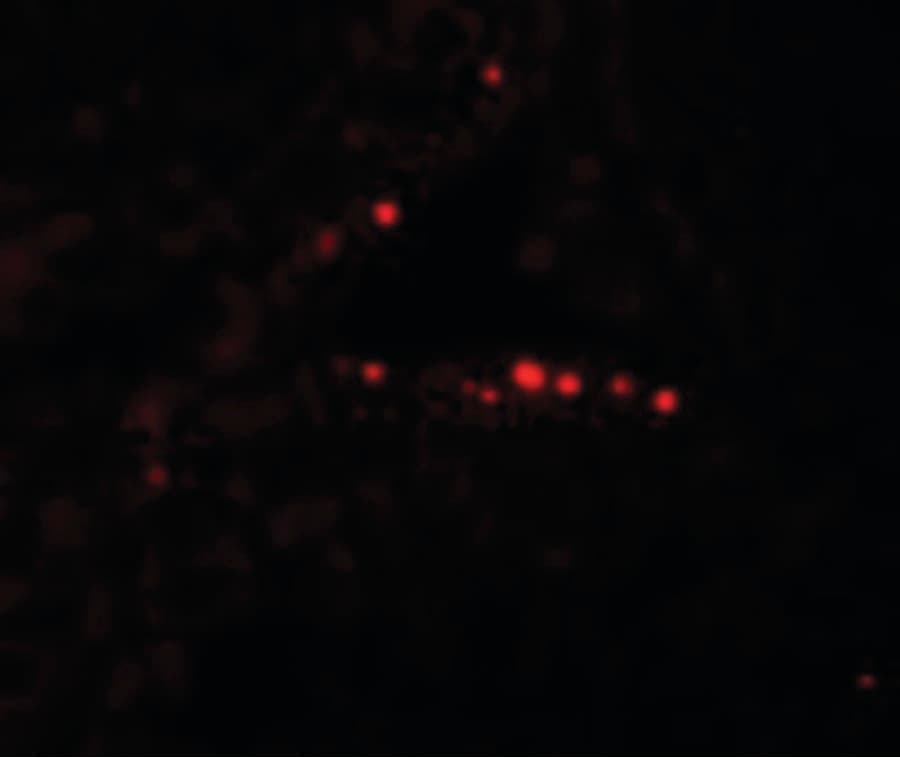 IHC-plus™ Polyclonal Rabbit anti-Human MYD88 Antibody (IHC, IF, WB)