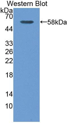 CAPNS1 / CAPN4 Antibody (aa1-268, Biotin)