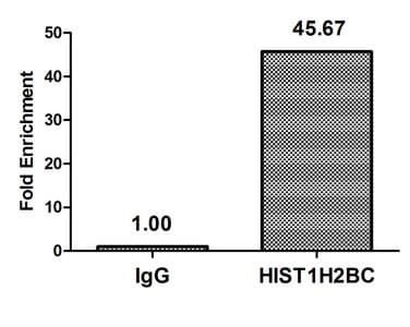 HIST1H2BN Antibody