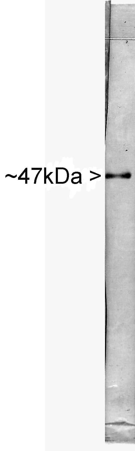 ENO2 / NSE Antibody