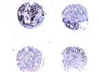 BIRC5 / Survivin Antibody