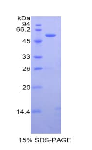 Mouse CASP14 / Caspase 14 Protein (Recombinant His-GST)