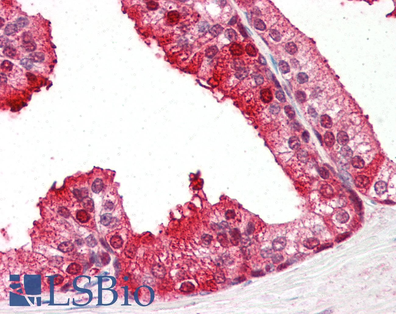 IHC-plus™ PEBP1 / RKIP Antibody (aa175-187)