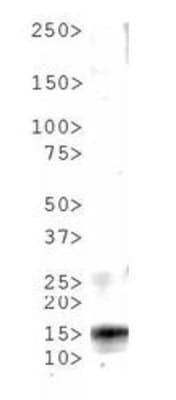 HIST3H3 Antibody (phospho-Thr6)