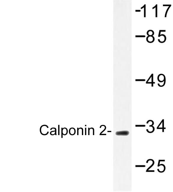CNN2 Antibody (Asp156)